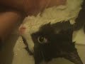 Bathing a cat is a team sport