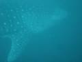 videos de Whale Shark at House Reef of Savedra Dive Center