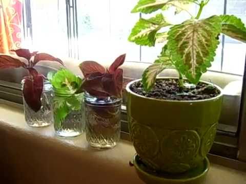 how to transplant coleus cuttings