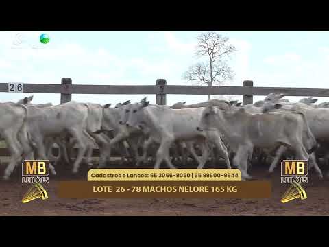 515� LEIL�O VIRTUAL MB LEIL�ES