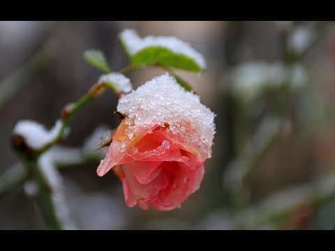 Friederike bringt weie Pracht: Das sind Hamburgs schnste Schnee-Bilder