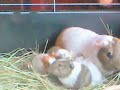 baby guinea pigs