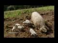 videos de Blonde bombshell gives birth to 7 piglets