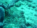 Bonaire - Boxfish Bonaire - Boxfish