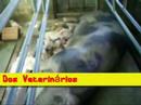 Saga dos veterinarios Saga dos veterinarios