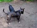 Patyk jest mój - Cerber (bullterrier)
