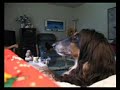 うたう犬動画