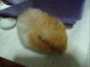 My Lovely Hamster  [Believe ~Gundam Seed~ by Nami Tamaki]