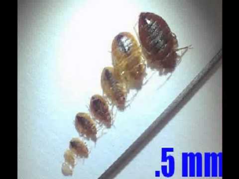Kleine Krabbeltiere hinter Sockelleiste (Haushalt, Insekten)