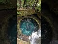 [静岡]柿田川公園第二展望台から見る湧き間 2026.7.6.