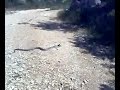Cobra a engolir lagarto - Serra do Sico