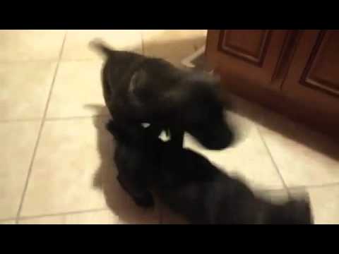 Anubis and Baby, puppies in the middle of play time.