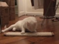 voici punky ! elle adore faire du chat-dowboxing apr�s quelques lignes... abonne-toi � mon flux de vid�os youtube et fait n�n� mes vid�os steup' ! si tu es sur myspace : www.myspace.com et enfin, si tu n'as jamais vu un skateboard avec un �cran plasma ou si kiffe les street cultures et le digital lifestyle, va donc faire un tour sur le site de mon podcast vid�o : www.streetsmartcoolcat.com +++ here's punky, my cat, as we play with my laser-pointing cat head... and then we chill out, i push some dope on her... she rewards me a lap dance. but then she shadowboxes the camera, before the munchies is the only thing keeping her awake. is punky the world record cat for 