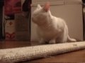 voici punky ! elle adore faire du chat-dowboxing apr�s quelques lignes... abonne-toi � mon flux de vid�os youtube et fait n�n� mes vid�os steup' ! si tu es sur myspace : www.myspace.com et enfin, si tu n'as jamais vu un skateboard avec un �cran plasma ou si kiffe les street cultures et le digital lifestyle, va donc faire un tour sur le site de mon podcast vid�o : www.streetsmartcoolcat.com +++ here's punky, my cat, as we play with my laser-pointing cat head... and then we chill out, i push some dope on her... she rewards me a lap dance. but then she shadowboxes the camera, before the munchies is the only thing keeping her awake. is punky the world record cat for 