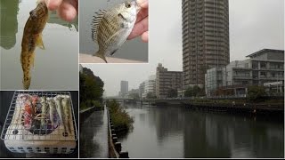 横十間川は河川工事中、でもやっぱりハゼは釣れました