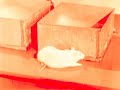 accattoni corvi e vangeli