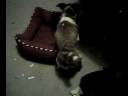 Milo reaaaallly likes his bed! Milo reaaaallly likes his bed!
