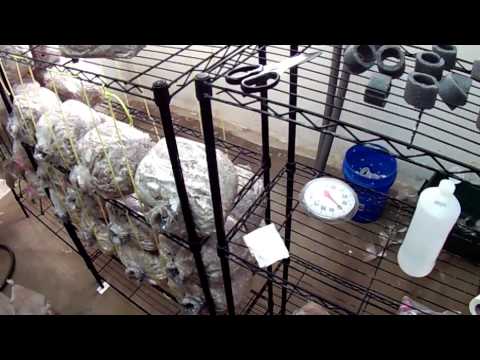 how to grow shiitake mushrooms