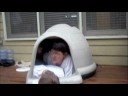 2 Boys 1 Doghouse