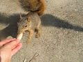 Two Cats and a Squirrel I Two Cats and a Squirrel I