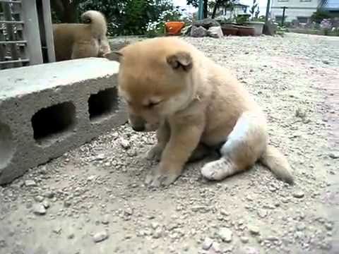 Có ai đã từng Ngủ Gục như thế này ở trong lớp chưa...??? :)