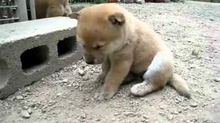 ลูกหมาง่วง