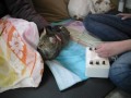 Click here to watch this video Fridolin 21.4.12 Reizstrom.AVI