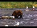 bear fart