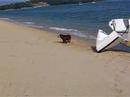 Dog barking at the sea? Dog barking at the sea?