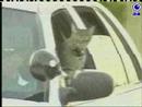 貓咪坐計程車