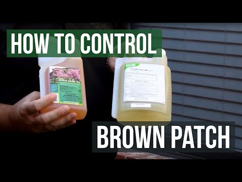 how to treat brown patch fungus