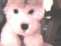 webkinz real life