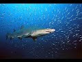 Megalodon