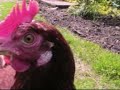 Chicken memories, spring 2008