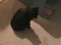 My Cat Shadow My Cat Shadow