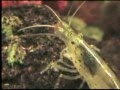 Little seamonsters in my aquarium