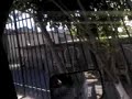 juarez