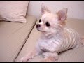 Inoki Bom-Ba-Ye Singing Chihuahua 歌う チワワ アントニオ猪木 Full versio