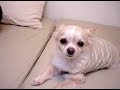 Inoki Bom-Ba-Ye Singing Chihuahua ?? ??? ??????? Full versio Inoki Bom-Ba-Ye Singing Chihuahua ?? ??? ??????? Full versio