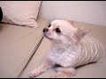 Inoki Bom-Ba-Ye Singing Chihuahua 歌う チワワ アントニオ猪木 Full versio