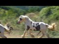 Irish Cob Saille Naturelle Cillbarra Tom Irish Cob Saille Naturelle Cillbarra Tom