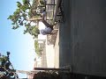 Bluntslide, gone wrong. haha