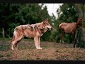 Anubis.wmv