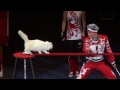 Ruský kočičí cirkus