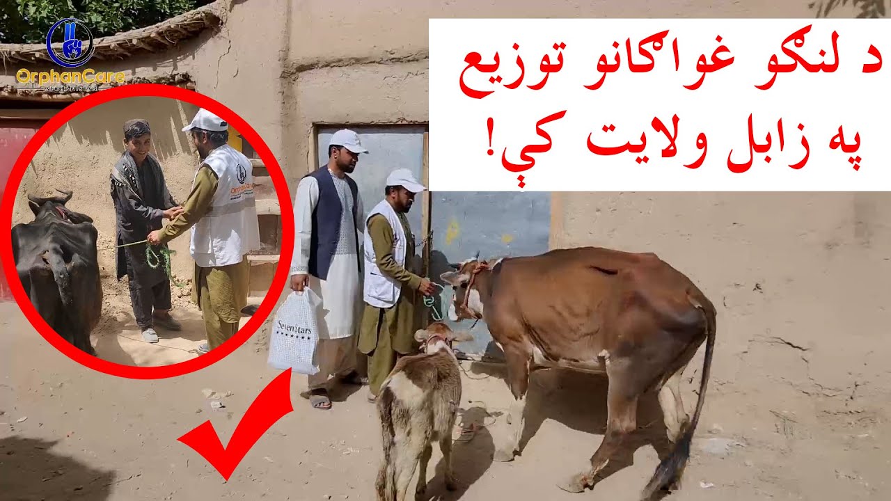 Cow Distribution in Zabul Porvince /توزیع گاوهای شیرِی در ولایت زابل /په زابل ولایت کې د لنګو غواګا