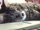 My cat watching ZackScott