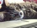 My cat watching ZackScott