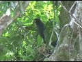 Great Black hawk Great Black hawk