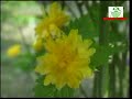 www.jharkhandi.org - presents Jharkhandi Christmas Video 05