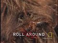 Survival Guide: Tarantula
